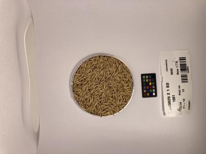 Click for 1 image(s) for this accession. SEED